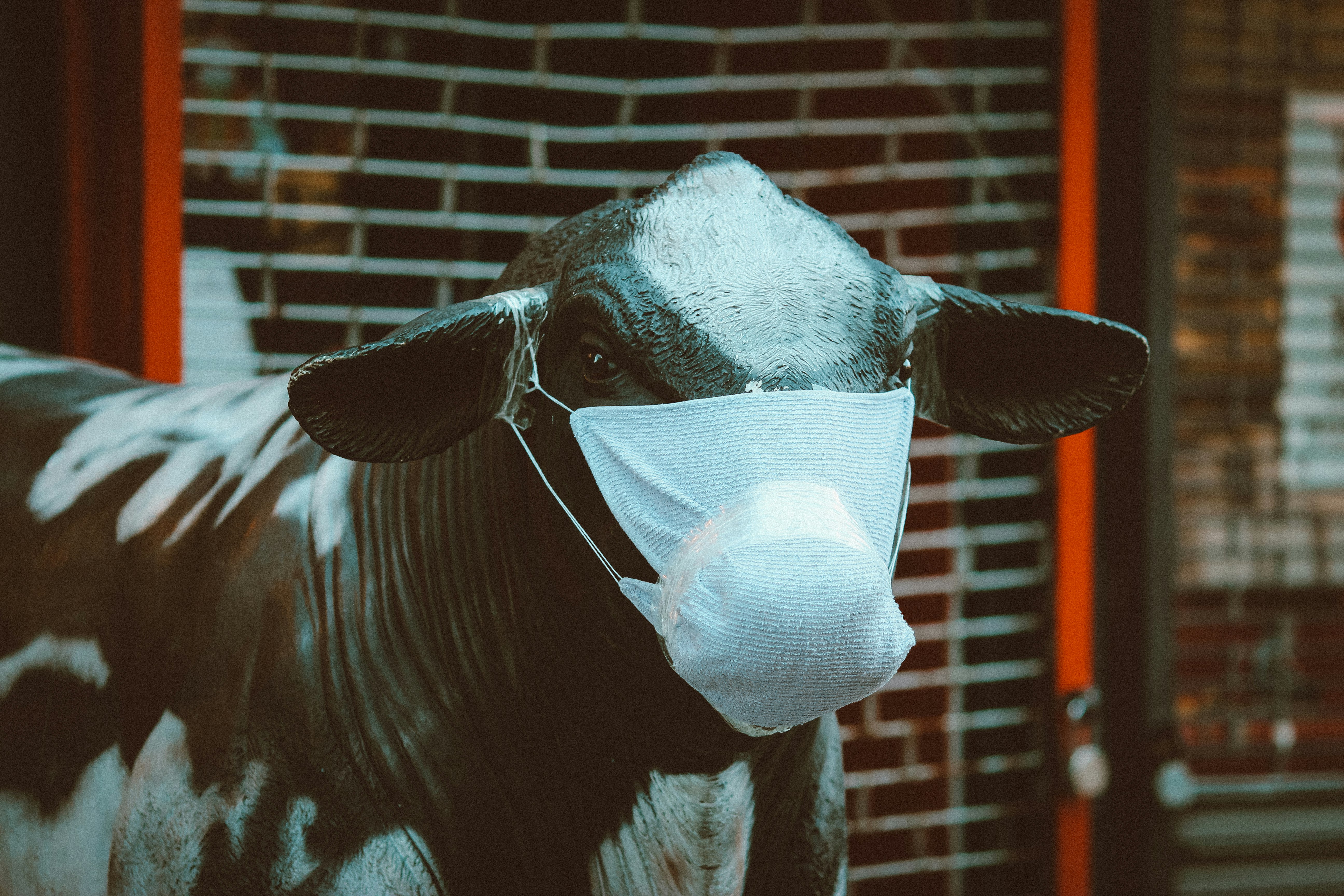 black and white horse with white face mask